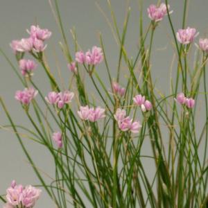 満州糸ラッキョ　山野草　