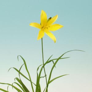 ササユリ 笹百合 大球根 1球入り ポット苗 開花見込み : やまおか碧山