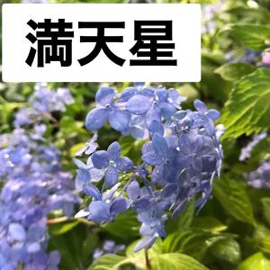 日本花キ流通 予約販売 山アジサイ 赤軸伊予獅子てまり 10.5cmポット