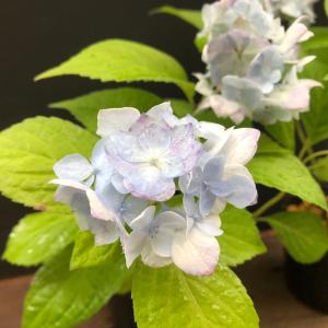 作業台：八木光作 傾斜式手入れ作業台 *資材 : 遊恵盆栽 Yahoo!店