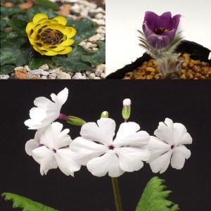 山野草 今見頃の山野草 ３ポット お買い得セット