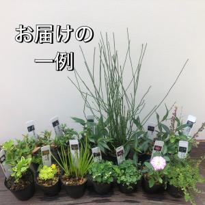 山野草 13ポットセット ミニ 苗 おまかせ ...の詳細画像2