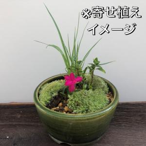 山野草 13ポットセット ミニ 苗 おまかせ ...の詳細画像5
