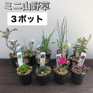 山野草 3ポットセット ミニ 苗 おまかせ 和風 盆栽 寄せ植え｜やまおか碧山苑ヤフー店