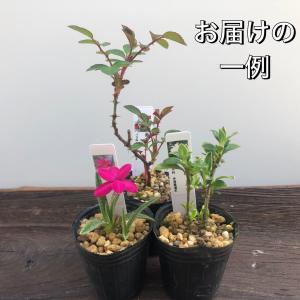 山野草 3ポットセット ミニ 苗 おまかせ 苔...の詳細画像2