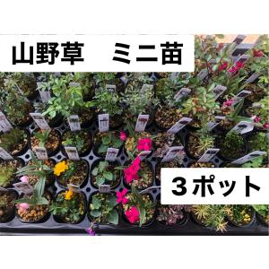 山野草 3ポットセット ミニ 苗 おまかせ 苔...の詳細画像4