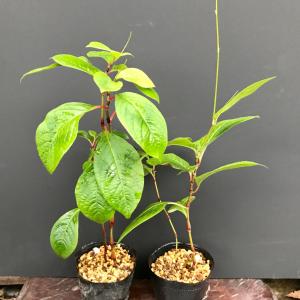ミズヒキソウ 茶花 山野草の詳細画像3