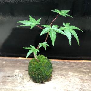 苔玉 コケダマ こけだま モミジ 紅葉 B もみじ 涼しげ 山野草 現品
