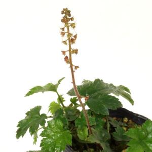 モミジ葉チャルメル草　山野草　