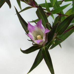 天然＊野生【オダマキ＊苧環＊糸繰草】4株➕おまけ！鉢ごと発送で安心♪ 楽天市場】苗物（種類（植物）オダマキ）（ガーデニング・農業