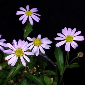 モンゴルノギク　山野草　