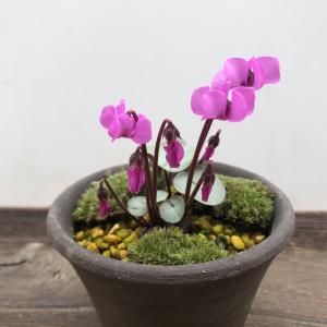 トキワシノブ 鉢植え 猫の手シノブ 盆栽 ミニ盆栽 山野草 現品 : やま