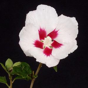 ムクゲの花苗 宗旦 木槿 茶花 和風