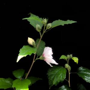 ムクゲの花苗 宗旦 木槿 茶花 和風 開花中の詳細画像5