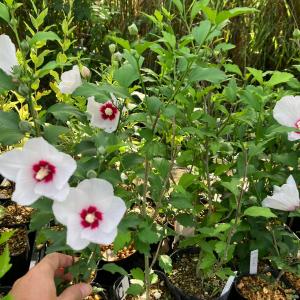 ムクゲの花苗 宗旦 木槿 茶花 和風 開花中の詳細画像2