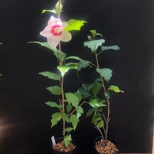 ムクゲの花苗 宗旦 木槿 茶花 和風 開花中の詳細画像4