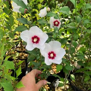 ムクゲの花苗 宗旦 木槿 茶花 和風 開花中の詳細画像3