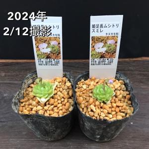 姫足長ムシトリスミレ 食虫植物 マジカルプランツの詳細画像1
