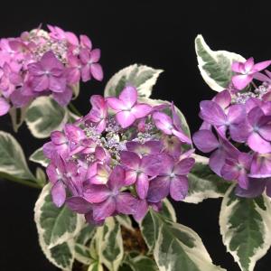 ヤマアジサイ 苗 名残雪 山紫陽花 R8年開花終わりの商品画像