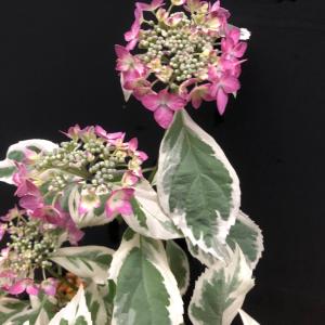 ヤマアジサイ 苗 名残雪 山紫陽花 R8年開花終わりの詳細画像4