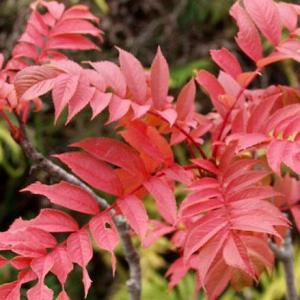 ナナカマド 山野草 盆栽作りに 紅葉の詳細画像1