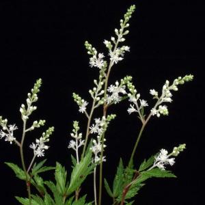 那智アワモリショウマ　山野草　