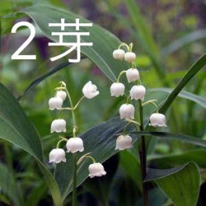 山野草 日本スズラン すずらん ２芽入りポット苗