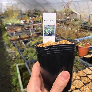 山野草 日本スズラン すずらん 1芽入り ポッ...の詳細画像2
