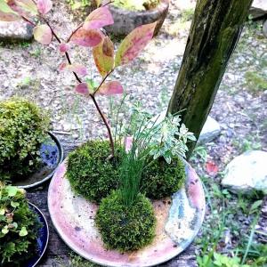 苔盆栽 こけだま コケダマ 人気の苔玉3つセットの詳細画像3