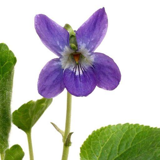 ニオイスミレ 山野草