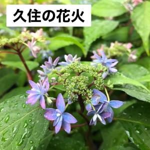 予約】ヤマアジサイ 海峡 ( かいきょう ) 苗 山アジサイ 9cmポット苗