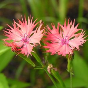 オグラセンノウ 小倉仙翁　山野草　