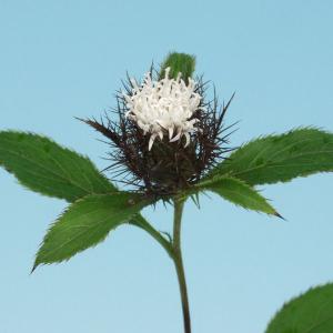 フジバカマ 花の苗 藤袴 日本産 1ポット 茶花 山野草 秋の七草 2025年