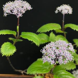 コアジサイ 小紫陽花 茶花 蕾 庭植え 苗の詳細画像2