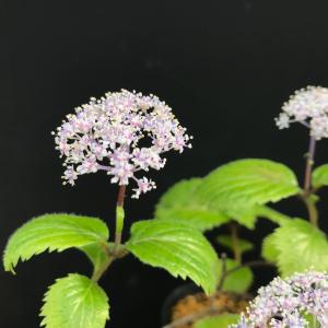 コアジサイ 小紫陽花 茶花 蕾 庭植え 苗の詳細画像1