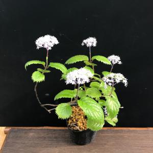コアジサイ 小紫陽花 茶花 蕾 庭植え 苗の詳細画像3