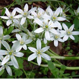 オオアマナ 山野草