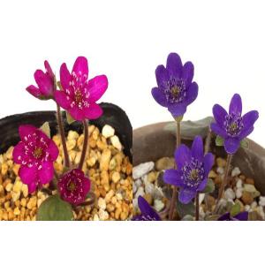 雪割草 ユキワリソウ 紫花赤花セット 個数限定