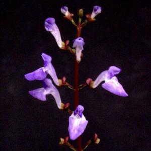 オオタツナミソウ　山野草　