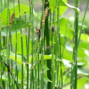 オオトクサ 常緑 和風 植木 庭木 10.5cmポット苗