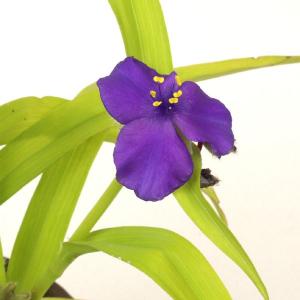 黄金ツユクサ　山野草　