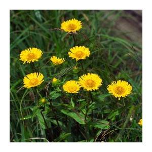 尾瀬ミズギク 茶花 山野草 庭植え 多年草