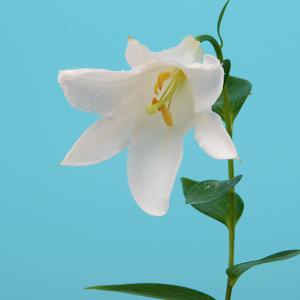 カサブランカ 苗の商品一覧 通販 Yahoo ショッピング