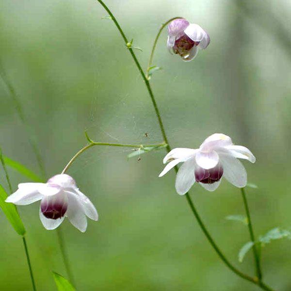 レンゲショウマ 蓮華升麻 花芽付き茶花 山野草 日本固有種