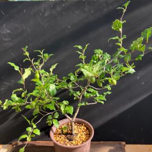 ロウヤガキ 老鴉柿 老爺柿 鉢植え A 陶器鉢...の詳細画像1