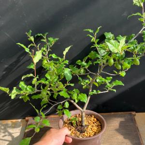 ロウヤガキ 老鴉柿 老爺柿 鉢植え A 陶器鉢...の詳細画像2