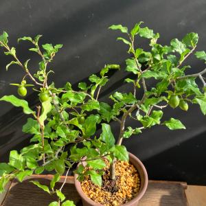 ロウヤガキ 老鴉柿 老爺柿 鉢植え A 陶器鉢...の詳細画像3