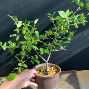ロウヤガキ 老鴉柿 老爺柿 鉢植え A 陶器鉢...の詳細画像4