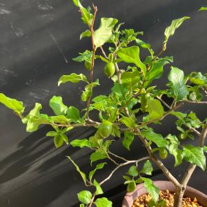 ロウヤガキ 老鴉柿 老爺柿 鉢植え A 陶器鉢...の詳細画像5