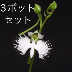 サギソウ 大 球根 鷺草球根 クリックポスト配送 球根のみご注文の方に 開花予定球 10球 青葉種  茶花 山野草